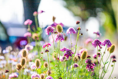 Close-up of pink flowering plants on field