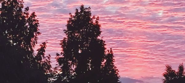 Low angle view of silhouette trees against sky during sunset