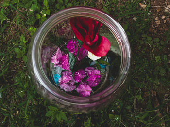 High angle view of purple roses in field