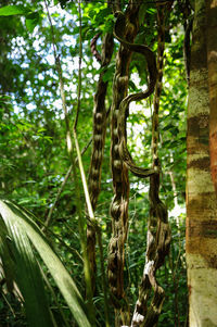 Close-up of tree trunk in forest