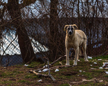 Portrait of sheep standing on tree