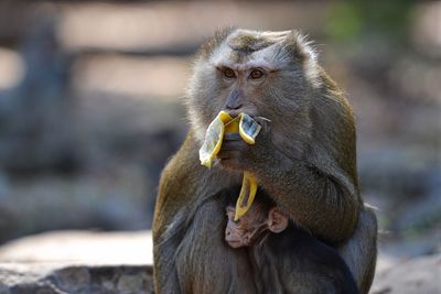 Close up of a monkey