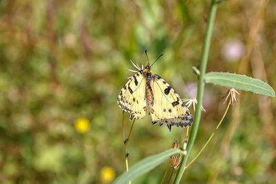 Close-up of butterfly pollinating flower