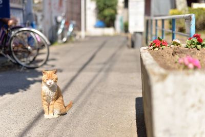 Cat sitting in middle of road