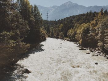 Scenic view of river flowing through forest