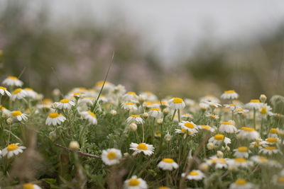 Close-up of yellow flowering plants on field