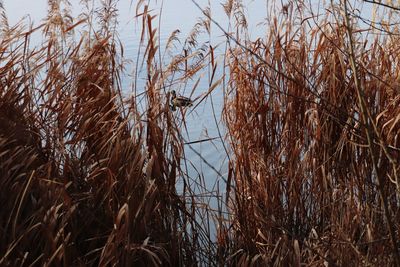 Close-up of dry plants against sky