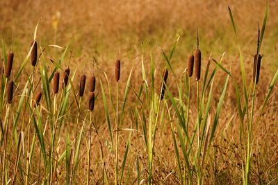 Close-up of stalks in field