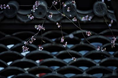 Close-up of water drops on flowers