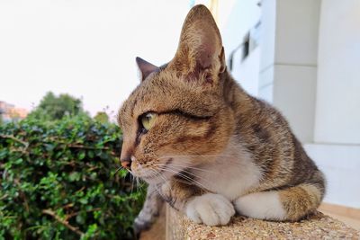 Close-up of a cat with eyes closed