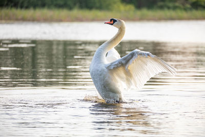 Swans swimming in lake