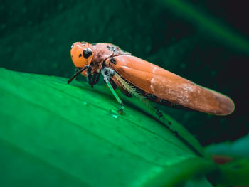 Close-up of fly on leaf