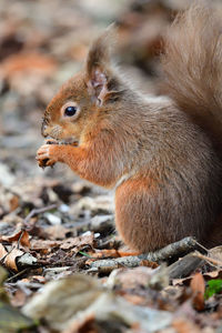 Portrait of a red squirrel eating a nut 