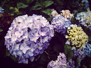 Close-up of hydrangea blooming outdoors