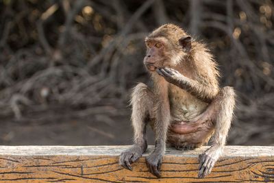 Long-tailed macaque sitting on wooden railing in zoo