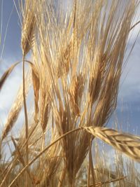 Close-up of stalks in field against sky