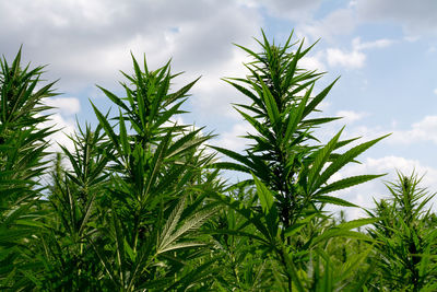 Close-up of fresh green plants on field against sky