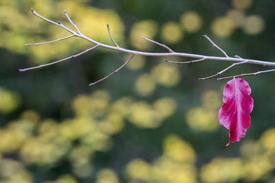 Close-up of flower against blurred background