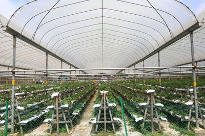 Factory in greenhouse