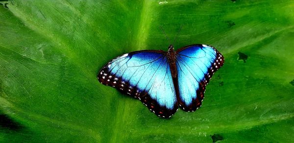 Close-up of butterfly on leaf