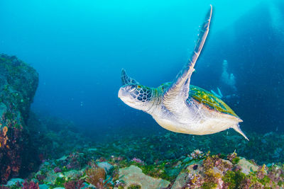 Green sea turtle swimming in hachijojima