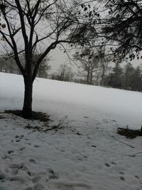 Bare trees on snow covered landscape