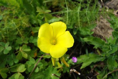 Close-up of yellow flower blooming outdoors