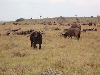 Buffalo standing on grassy field