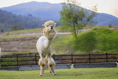 Alpaca, in the lovely zoo.