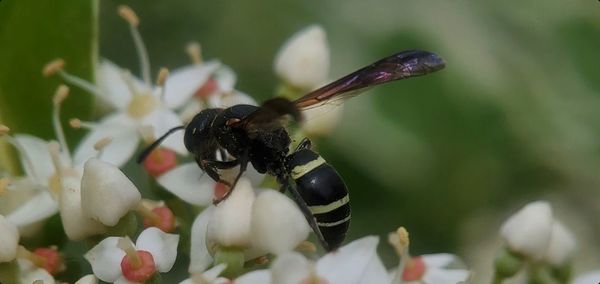 Close-up of insect on flower