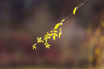 Close-up of plant against blurred background