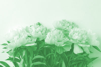 Close-up of white flowering plant