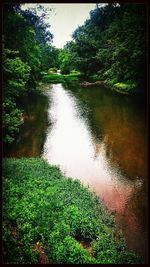 View of lush foliage