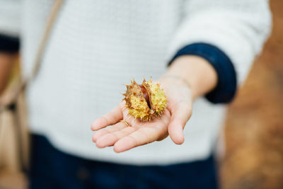 Midsection of person holding chestnut