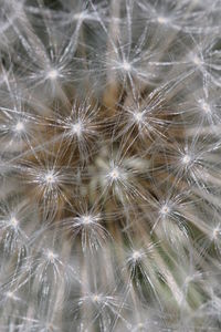 Full frame shot of flowers