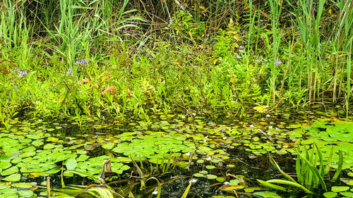 View of lotus water lily in pond