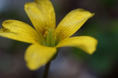 Close-up of yellow flowering plant