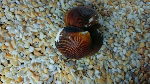 Close-up of seashell on pebbles