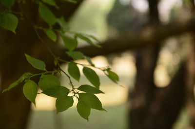 Close-up of leaves on branch