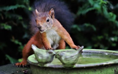 Close-up of squirrel eating food