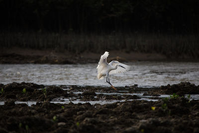 View of bird on beach