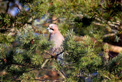 Close-up of bird perching on tree