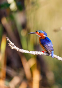 Close-up of kingfisher perching on branch