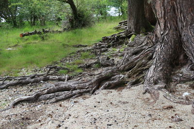 Trees in forest