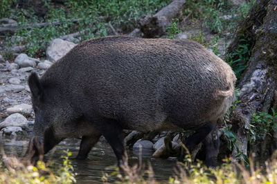 View of wild sow. drinking water