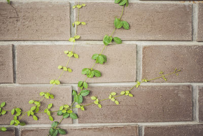 Close-up of plant growing on wall