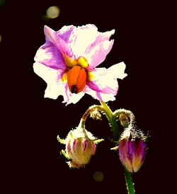 Close-up of purple flower