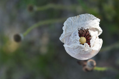 Close-up of white rose flower