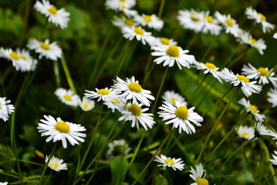 Close-up of white daisy flowers