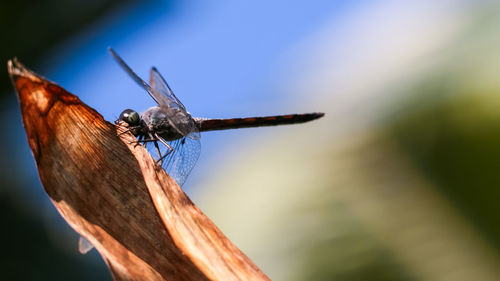 Close-up of dragonfly on plant against blurred background